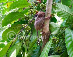 A Shy Tarsier in Coffee Tree Bohol Philippines Wildlife Non-AI Digital Photo