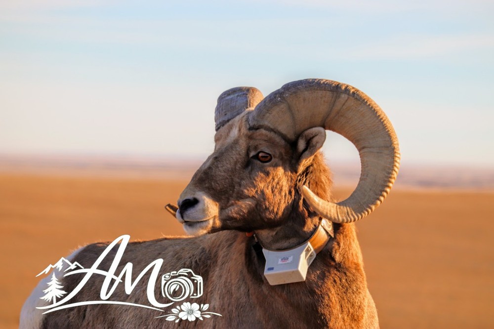 5”x7” Bighorn Sheep Print With Photo Mat