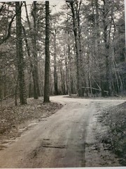 FOREST ROAD ORIGINAL SIGNED ART PHOTO B&W STETTNER VTG MATTE NJ CAMERA
