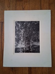 CHRIS HONEYSETT WEEPING WILLOW, GOVDEN GATE PARK PHOTOGRAPH SIGNED 1982