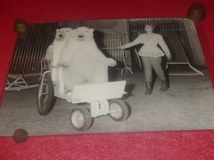 [CIRCUS] Large Vintage Photo / The Wise Bears Circa 1970 40 X 30 cm