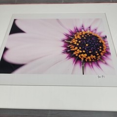 Professionally Frame Flower Photograph Signed Pink Silver 12×17″