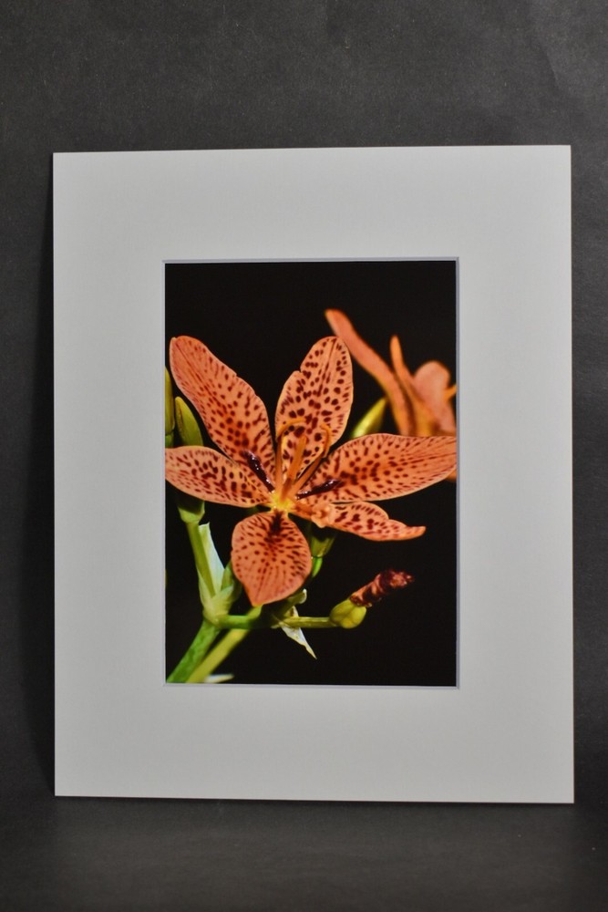 Photograph of Orange Wildflower. 4×6 Glossy Photo in 8×10 Matte