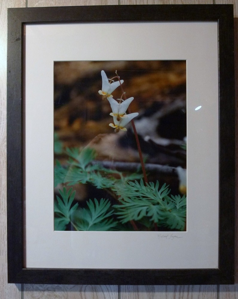 FRAMED 22″ X 18″ MICHAEL FAGAN SIGNED FLOWER PHOTOGRAPH