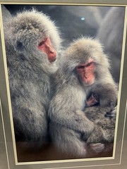 Tom Mangelsen Framed Signed Circle Of Love Monkeys Limited Edition Print BH