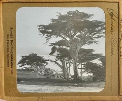 Gilbert? Hassell / Northern California Magic Lanterns Agricultural Big Trees