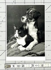 Sem Presser (1917-1986) Art Photo Print Card 1989 – Puppy & Tuxedo Cat Kitten
