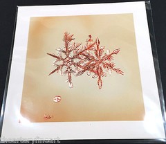 MIKE & DOUG STARN TWINS ‘Sno7.1_003 (Snowflake)’, 2005 SIGNED Photograph **NEW**