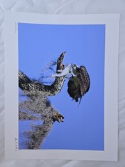 RARE John B. Spohrer, Jr. Signed Osprey Catfish Print Florida’s Forgotten Coast
