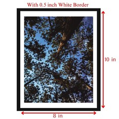 8 x 10 in Breathtaking Pine Tree Canopy and Blue Sky – Nature Photography Print
