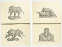 1927 Carl Akeley Photo Set Field Museum Natural History IL Taxidermy & Sculpture