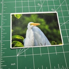 ACEO Photo Print Card 2.5×3.5″ Of A Great Egret, Glossy Laminated