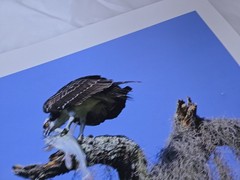 RARE John B. Spohrer, Jr. Signed Osprey Catfish Print Florida’s Forgotten Coast