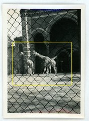 17 photos zoo zoological garden Berlin 1933 lions elephants leopards walrus