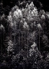 1972 1948 Ansel Adams Great Smokey Mountains Autumn At Dawn’s Light Art Photo