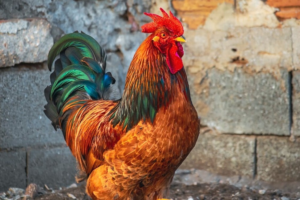 Digital Image Picture Photo Pic Wallpaper Background Chicken Rooster Farm 612