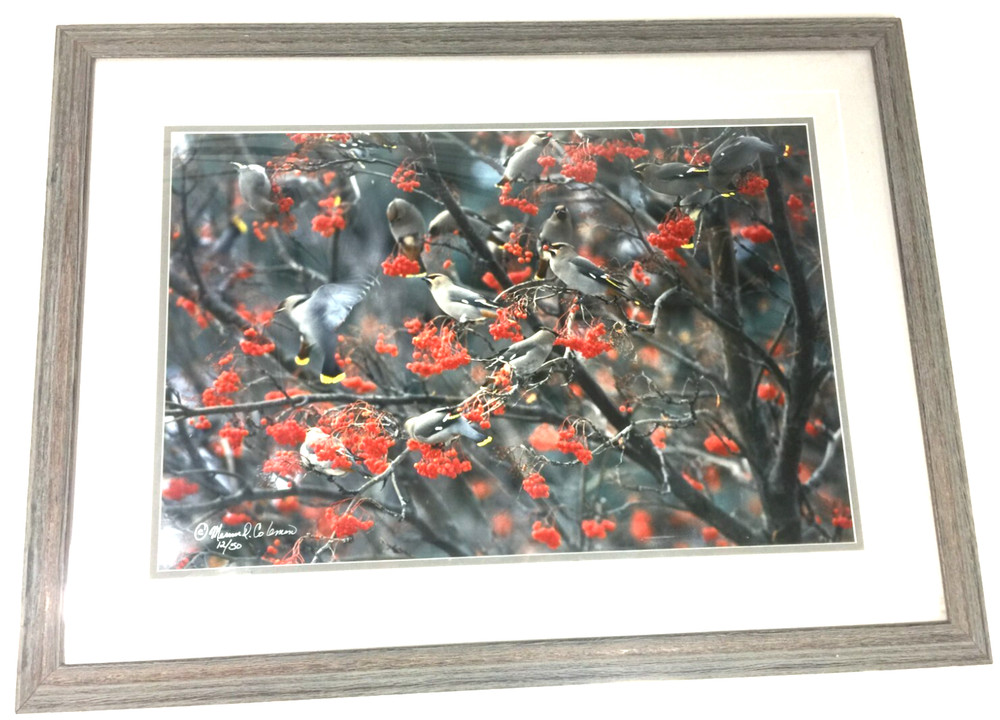 Mervin D Coleman Waxwing Frenzy Image Coleman Gallery Studio Red Lodge Montana