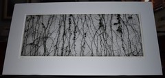 Michael A Smith Photography Signed «Vines on the Wall» Contact Print