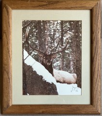 Vintage Male Bull Elk Picture Photograph Framed Signed Photo SCT Ltd Ed 8/50 EUC