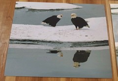 American Bald Eagle Print Pictures Lot of 4 Eagles with Magpies Bird Nature 8×10