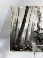 Vintage Black & White Nature Print
