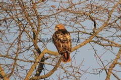Red Tail Hawk Photo, Pick One Image – Various Sizes