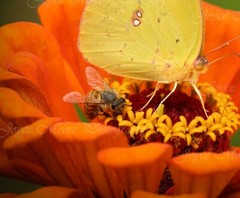24×20 Yellow Butterfly Zinnia Nature Photograph Canvas Texture Wall Print Art