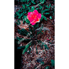Image Image Photo Wallpaper Background Desktop Art ( Sample Product )