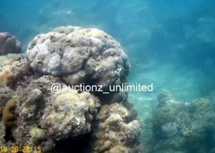 Digital Image Picture Photo Pic Andaman India underwater coral life scuba AND042