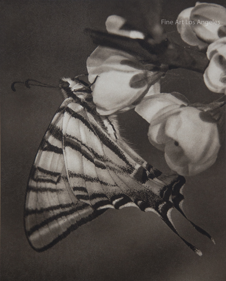 Vintage Photogravure, VJ Stanek «Plum Blossom» 1954