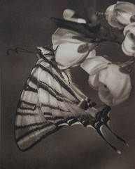 Vintage Photogravure, VJ Stanek «Plum Blossom» 1954