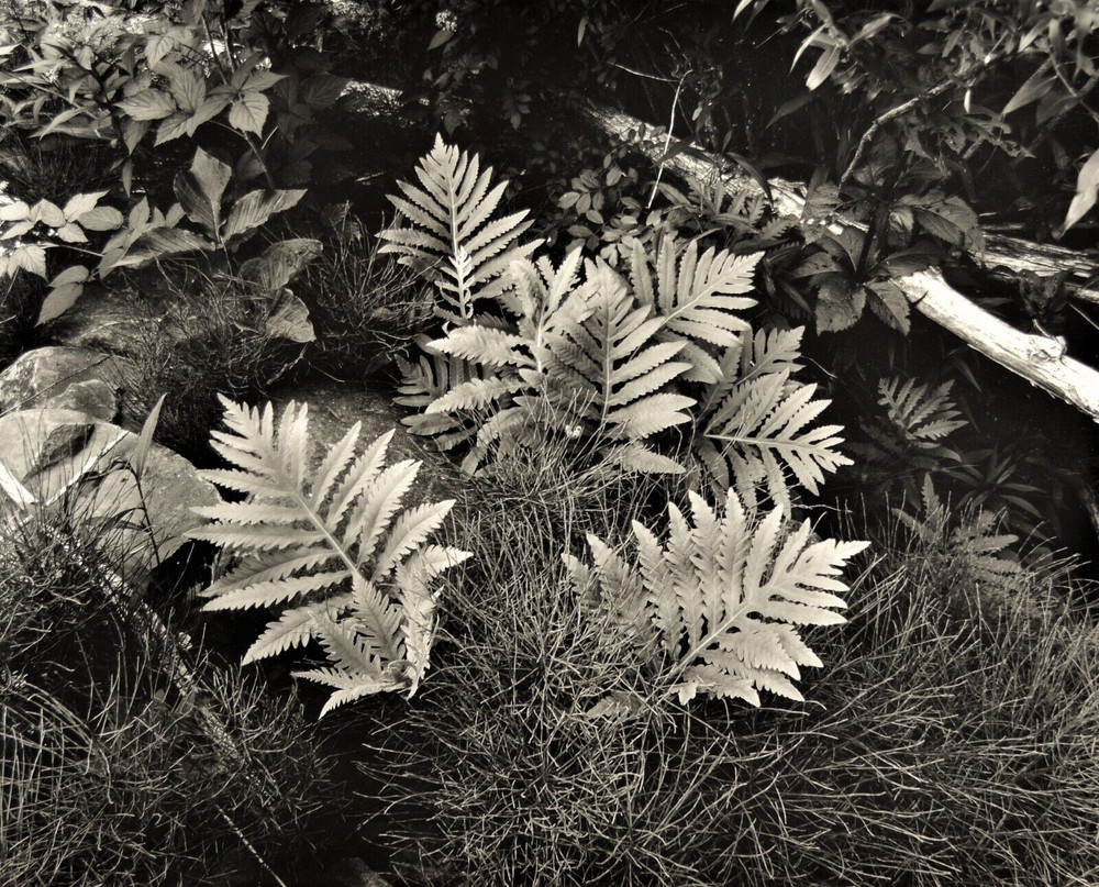 Sensitive fern, horsetails, early spring, Catskill Mountains – Thomas Teich