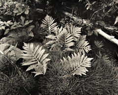 Sensitive fern, horsetails, early spring, Catskill Mountains – Thomas Teich