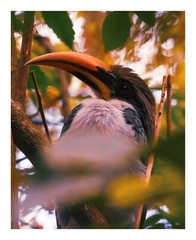 8 x 10 in Exotic Tropical Hornbill Bird in Vibrant Foliage -Wildlife Photography