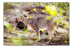Bobcat Photography Prints, Wildlife Art, Nature Décor, Animal Lover Gifts
