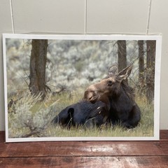 Signed Art Photography – Moose Laying In Grass Wildlife Print – Duoznew