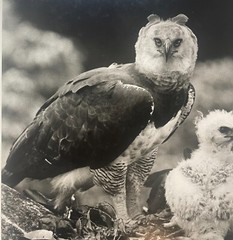 Rare 1975 ‘Harpy EAGLE Mother & Baby Fledgling’ in Nest NEIL RETTIG Photograph
