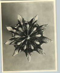 1942 Original BOTANICAL PLANT Livingstone Daisy Flower Photo Art KARL BLOSSFELDT