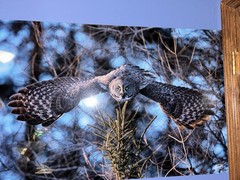 Feiler Owl ! “dive” Nature Photography Sig Beautiful from Vegas gallery art!