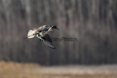 Pintails Photo 1, Pick One Image – Various Sizes
