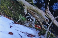 Adorable Raccoon peeking over the snow near the river 12×18 unframed photo