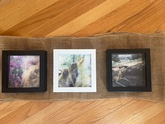 Original Artwork Polaroid On Archival Paper Wilderness Triptych 6×6 Framed $450