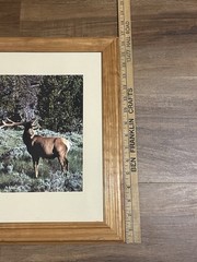 Vintage Deer In Velvet Made In USA Wood Framed Wildlife Photography Print