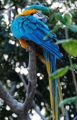Photography Of Macaw At Grand Cayman Island. Shot With Fujifilm X-T5.