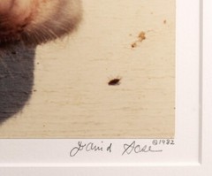 David SOSE «4 Flies», Cows, Fine Art Photography Signed Numbered Framed — AP