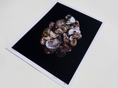Fine Art Photography Print – Oysters – Artistic Food Photography