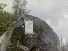 Antique Photograph Glass Negative Washington Huge Log Senator J L Wilson Poster