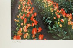 Tom Adams Photography Field of Tulips Wooden Shoe Farm Oregon Photo Art 11X14
