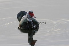 Muscovy Duck Photo – Pick One Image – Various Sizes