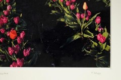 Tom Adams Photography Tulip Field Green Gables Farm Oregon Photo Art 11X14